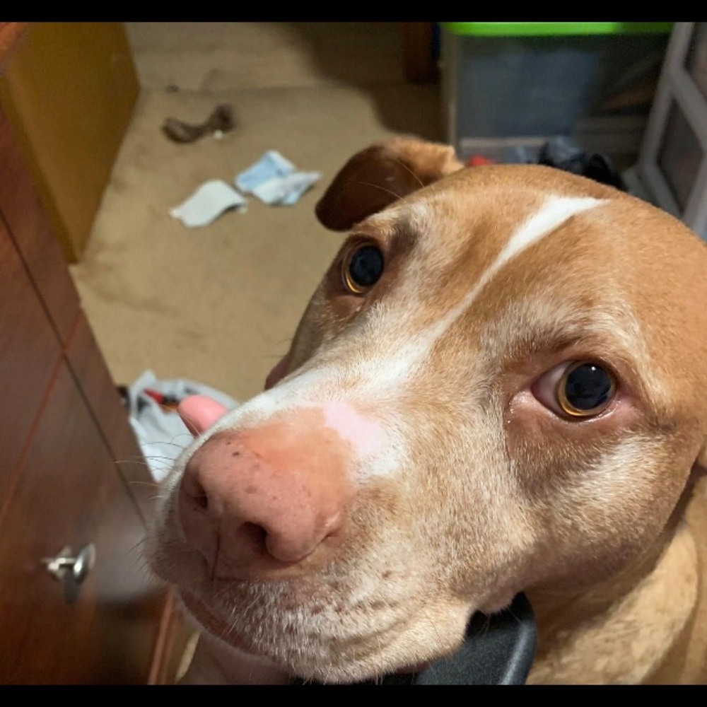 Meet your Posher, Autumn